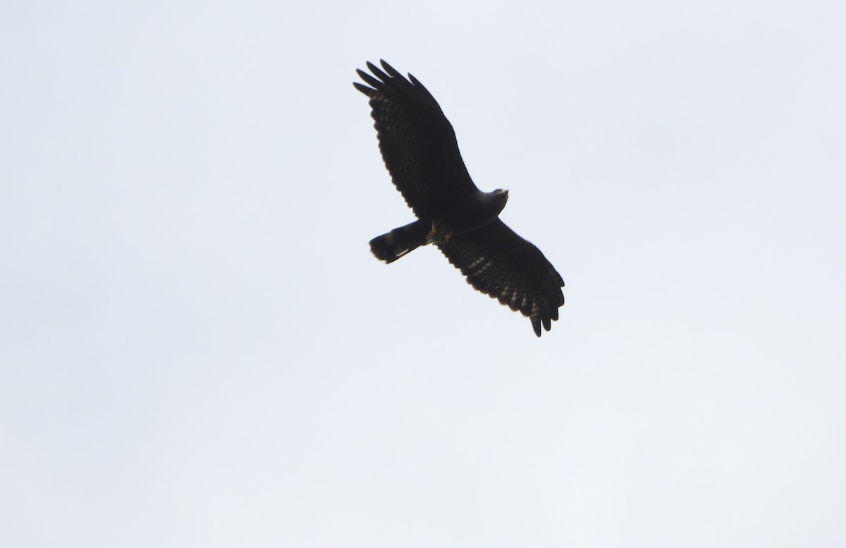 Zone-tailed Hawk - ML644556578