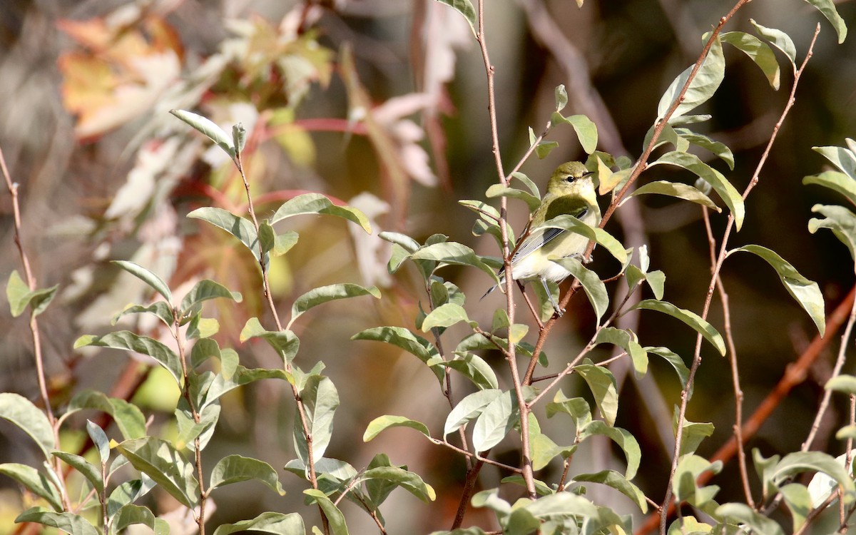 Tennessee Warbler - ML644556581