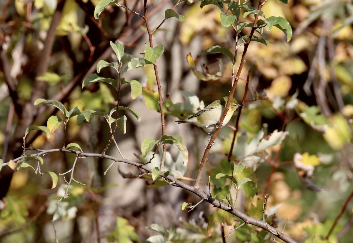 Tennessee Warbler - ML644556584