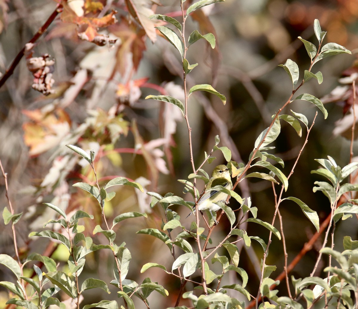 Tennessee Warbler - ML644556585