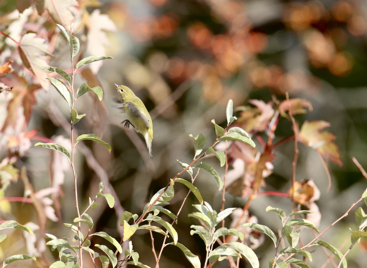 Tennessee Warbler - ML644556586