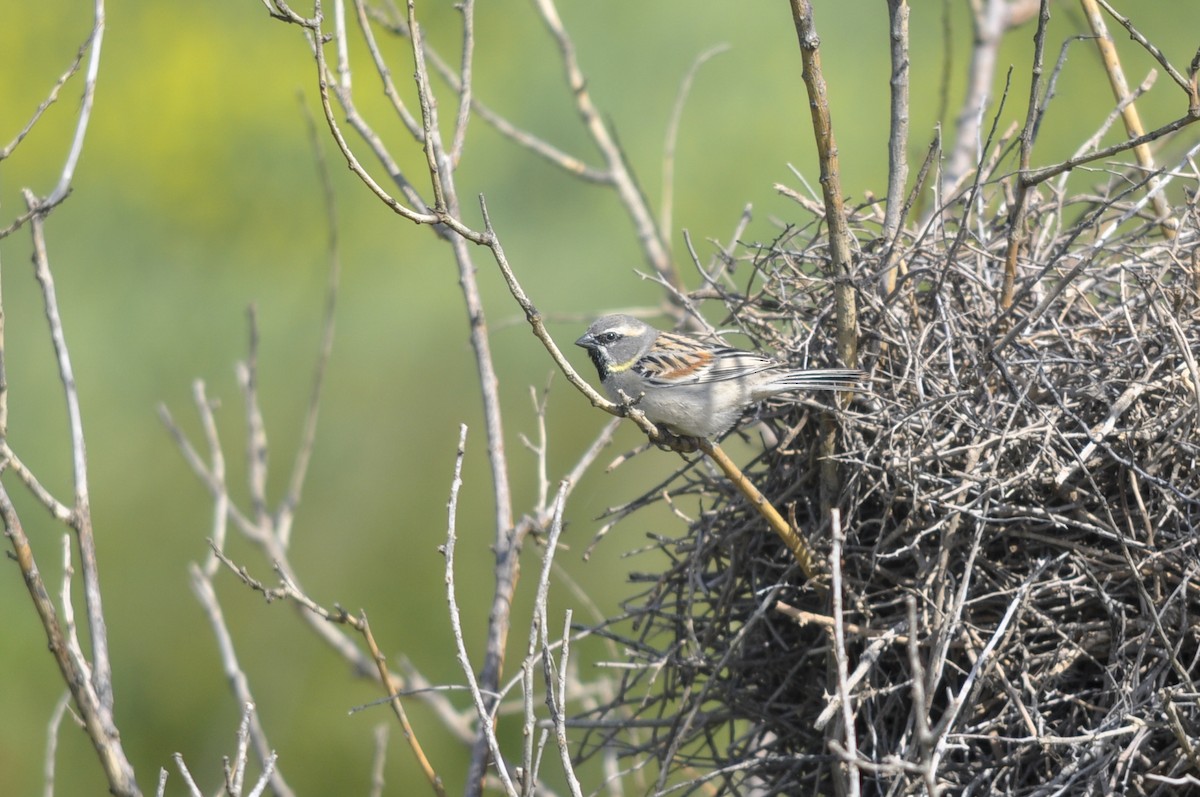 Dead Sea Sparrow - ML644556594