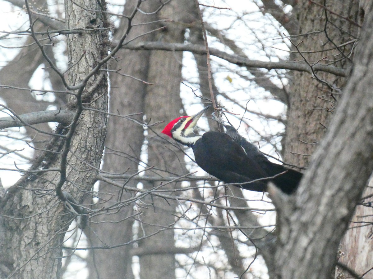 Pileated Woodpecker - ML644556609