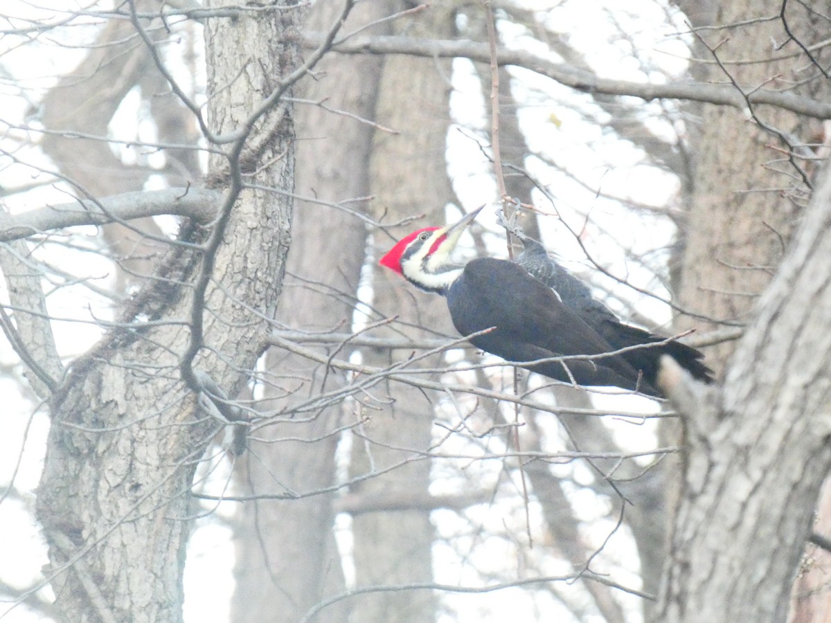 Pileated Woodpecker - ML644556611