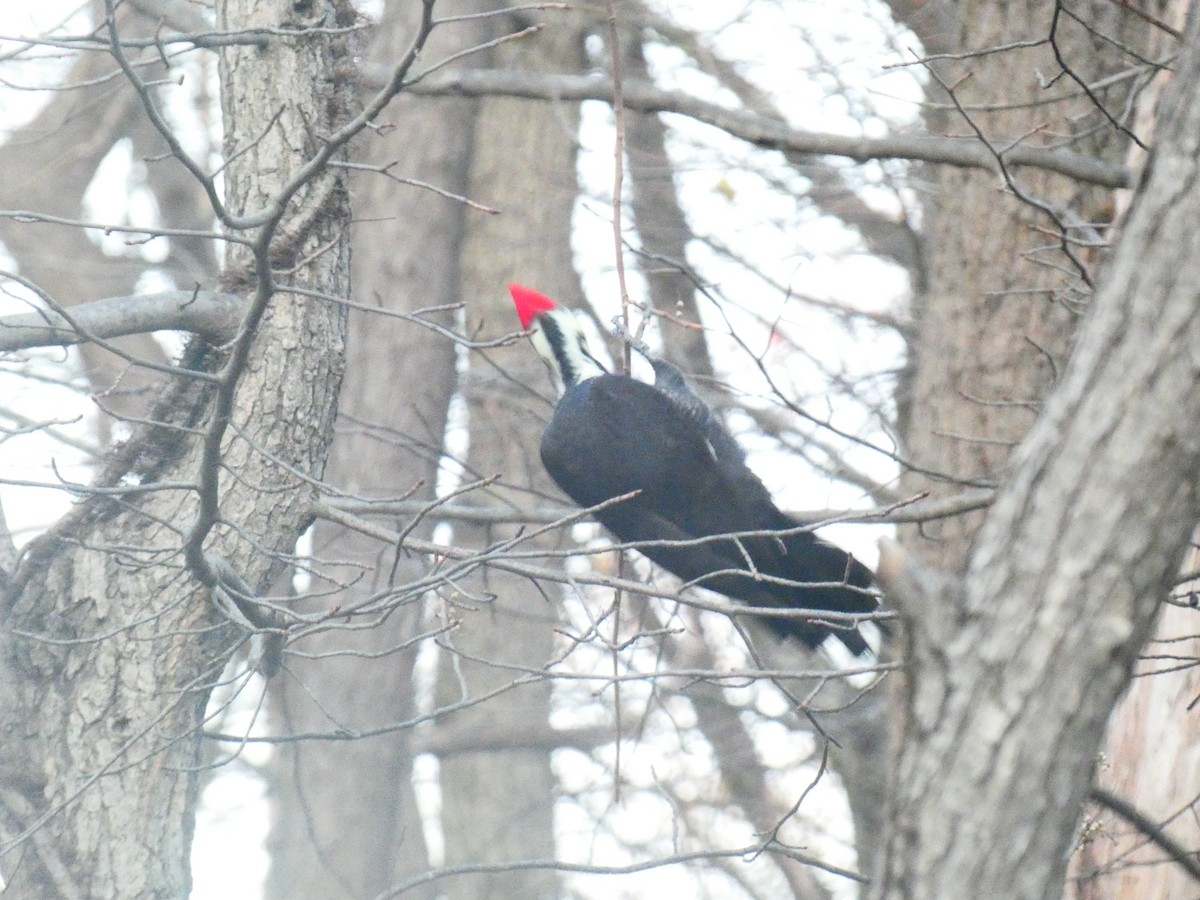 Pileated Woodpecker - ML644556612