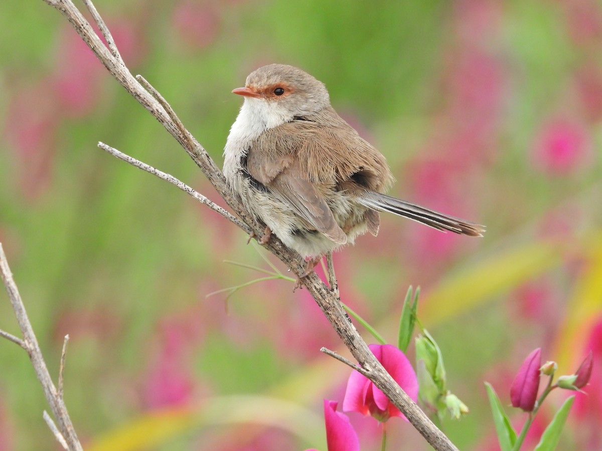 modropláštník nádherný - ML644556613
