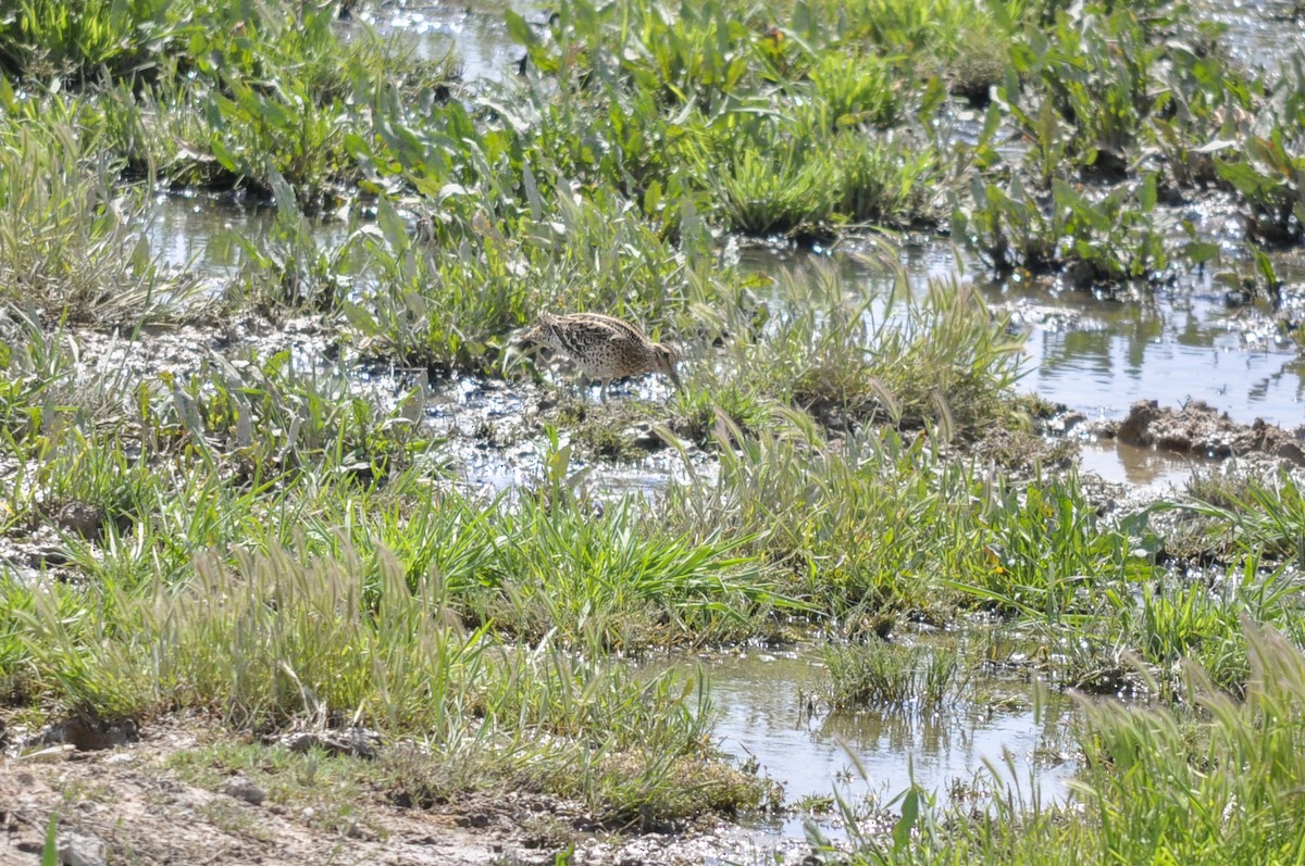 Great Snipe - ML644556620