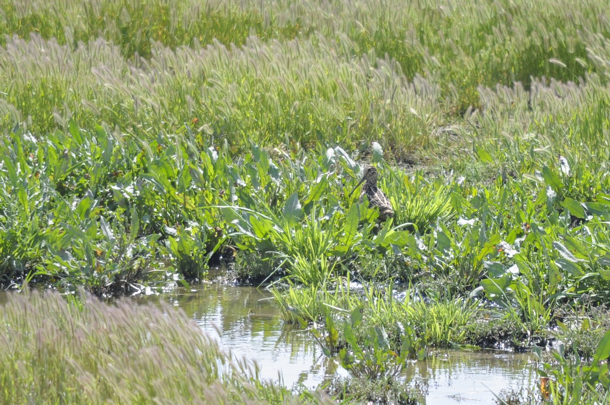 Great Snipe - ML644556621