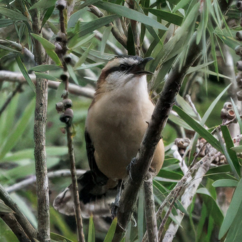 střízlík rezavohřbetý - ML644556622