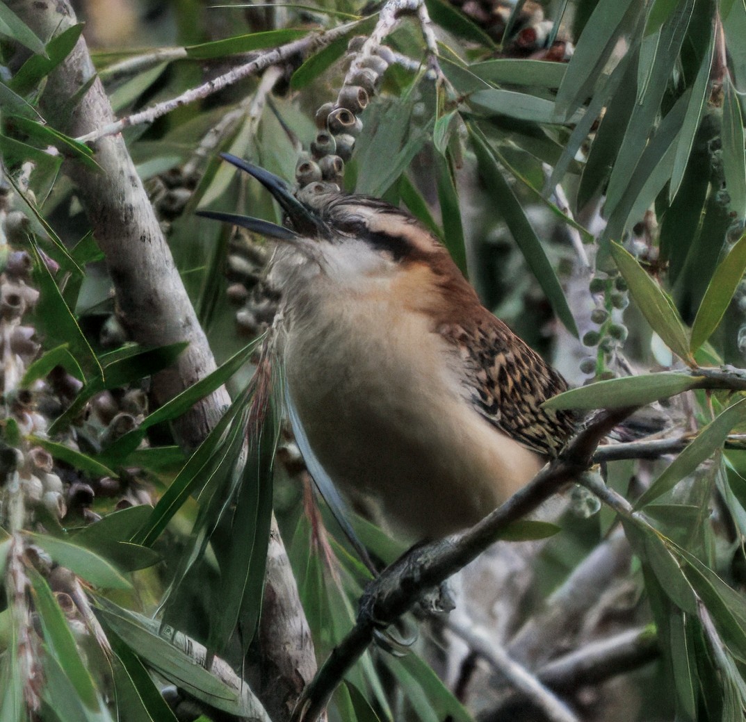 střízlík rezavohřbetý - ML644556623