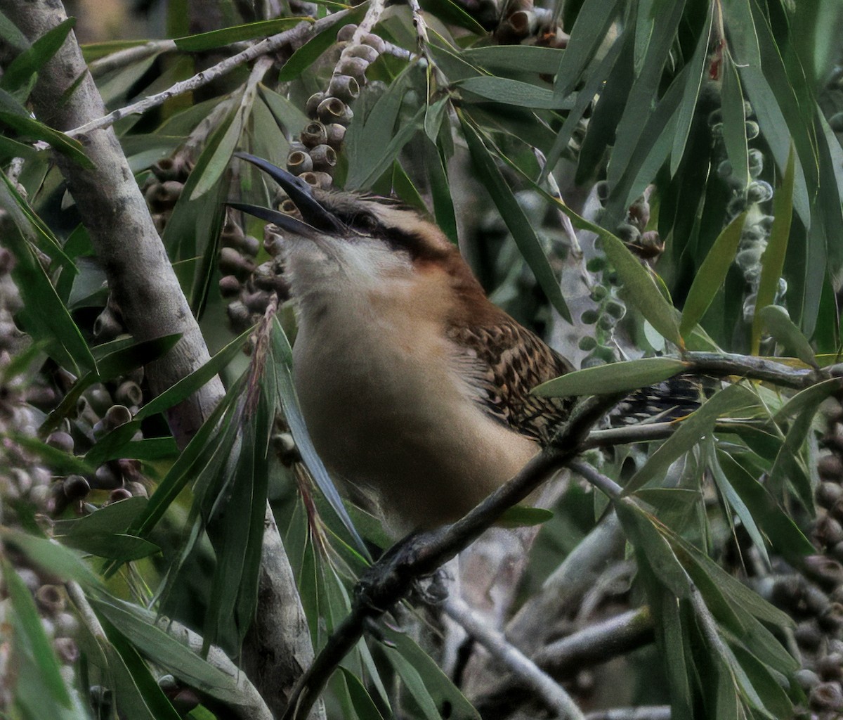 střízlík rezavohřbetý - ML644556624