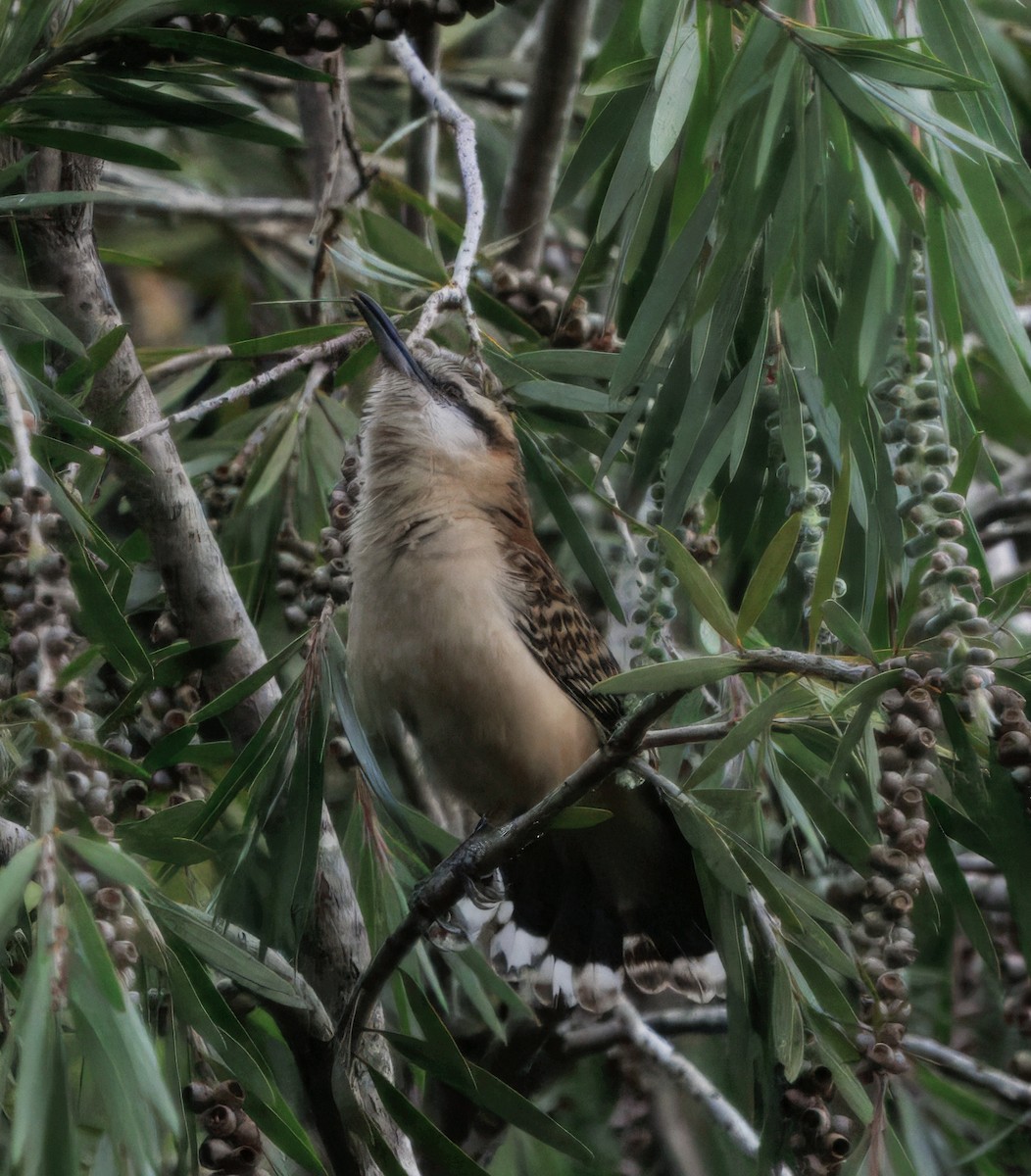 střízlík rezavohřbetý - ML644556625