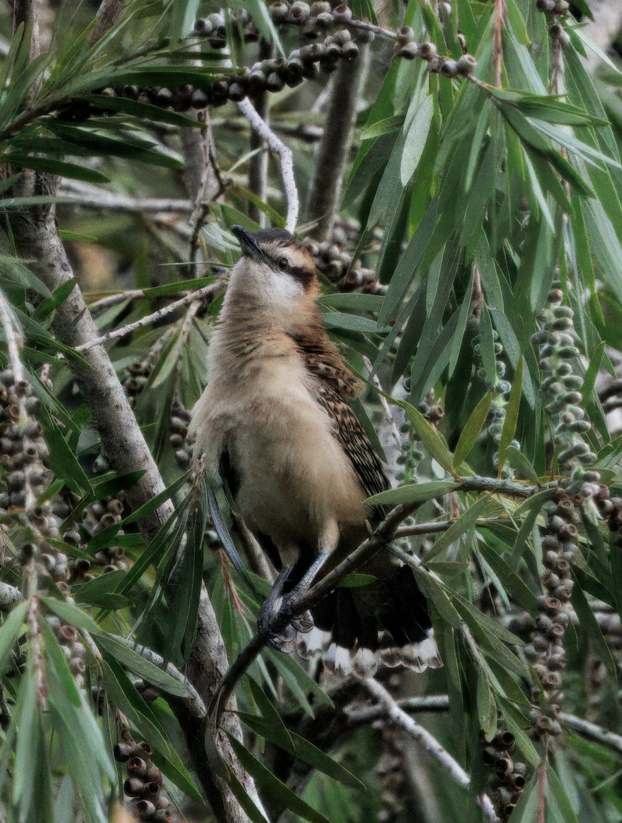 střízlík rezavohřbetý - ML644556626