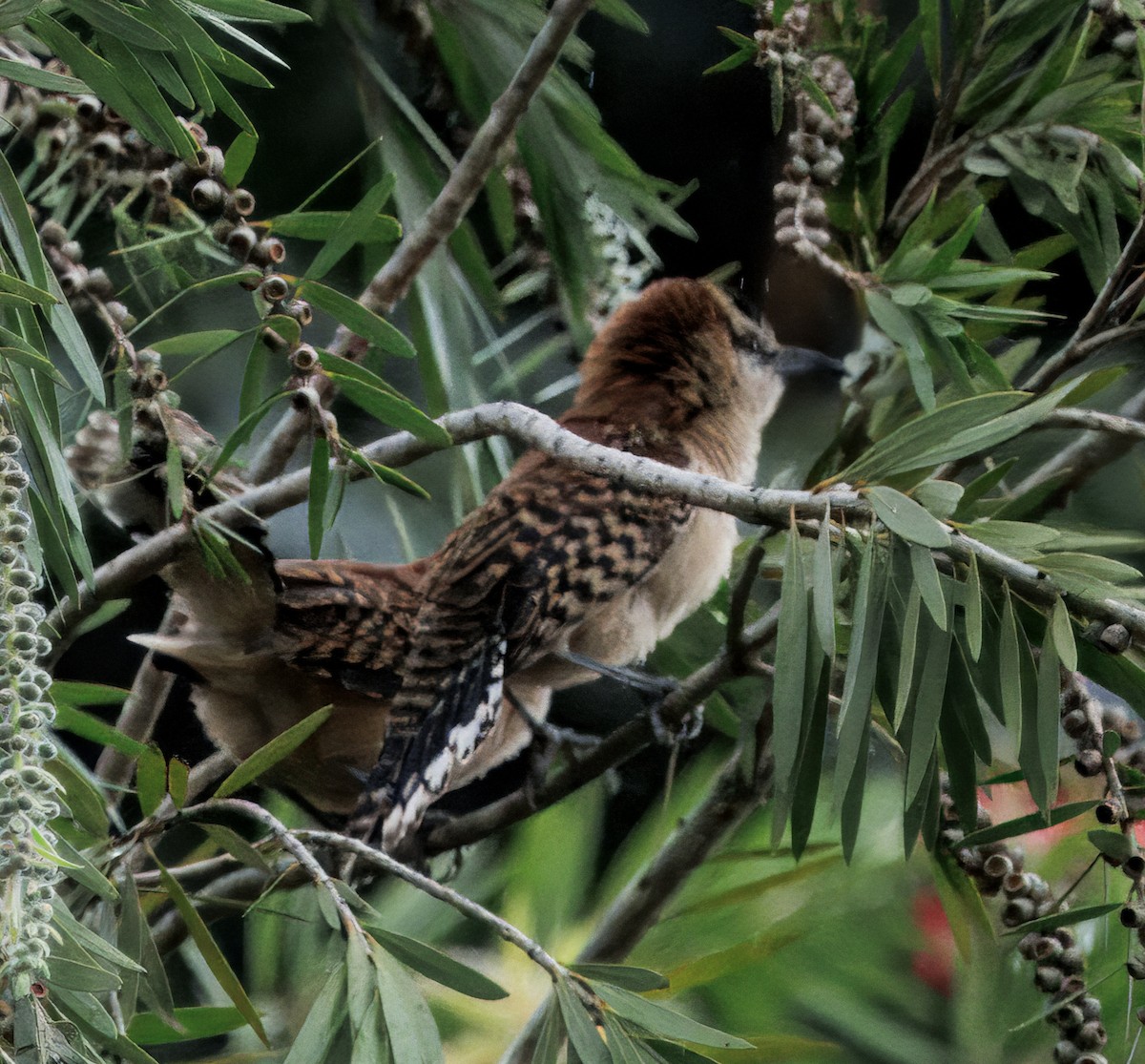 střízlík rezavohřbetý - ML644556627