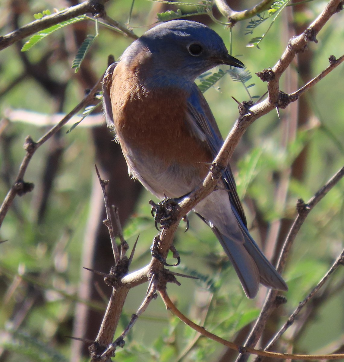 salašník západní - ML644556630