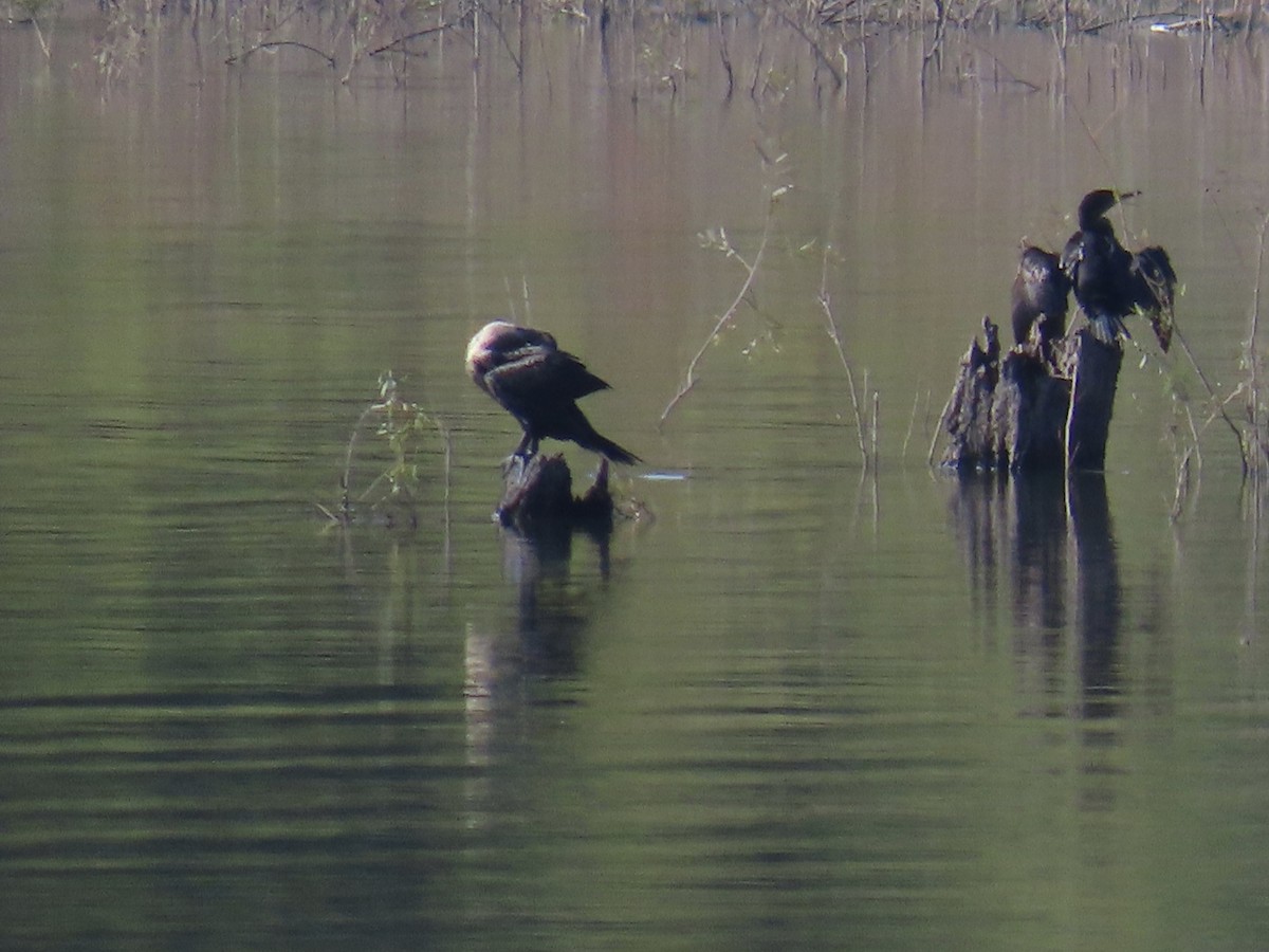 kormorán ušatý - ML644556631