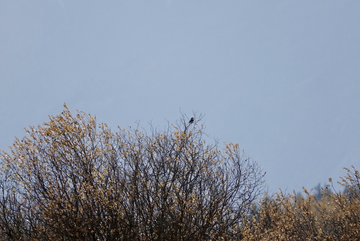 ťuhýk severní - ML644556632