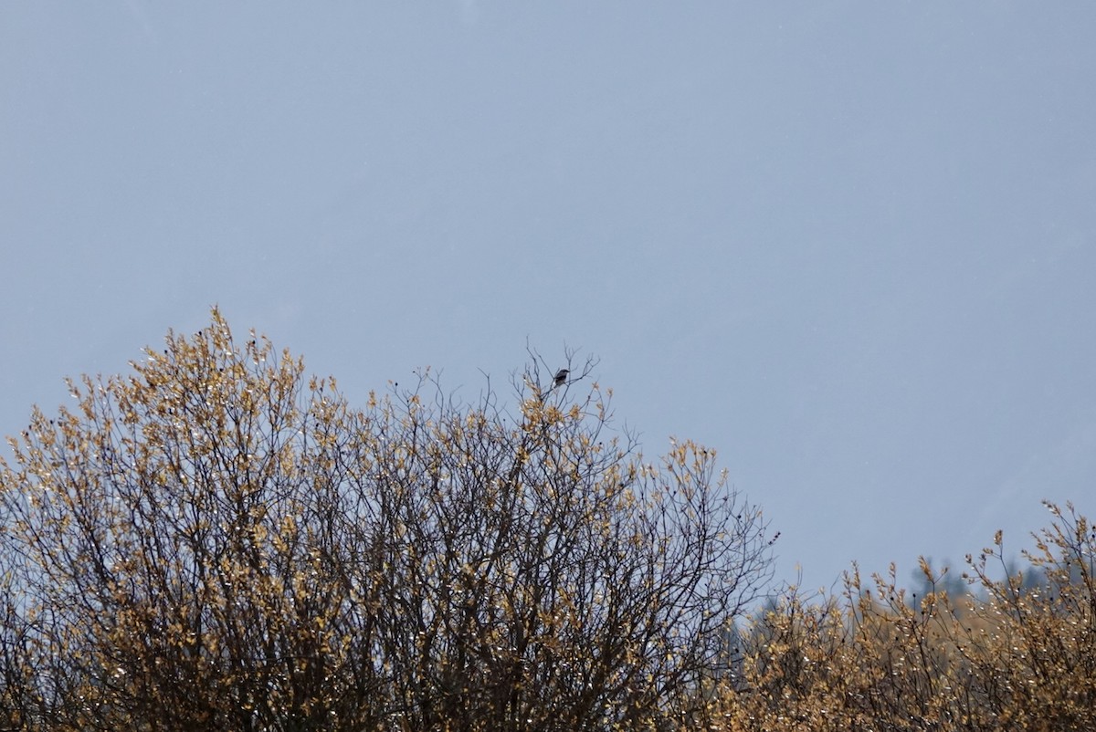 ťuhýk severní - ML644556633