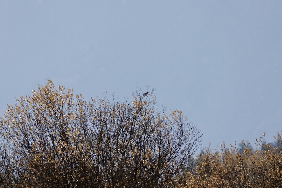 ťuhýk severní - ML644556634