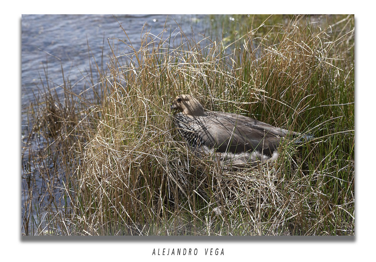 husice magellanská - ML644556635