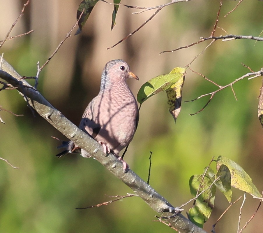 holoubek vrabčí - ML644556637