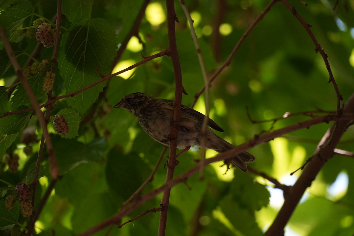 bylinorubec chilský - ML644556638