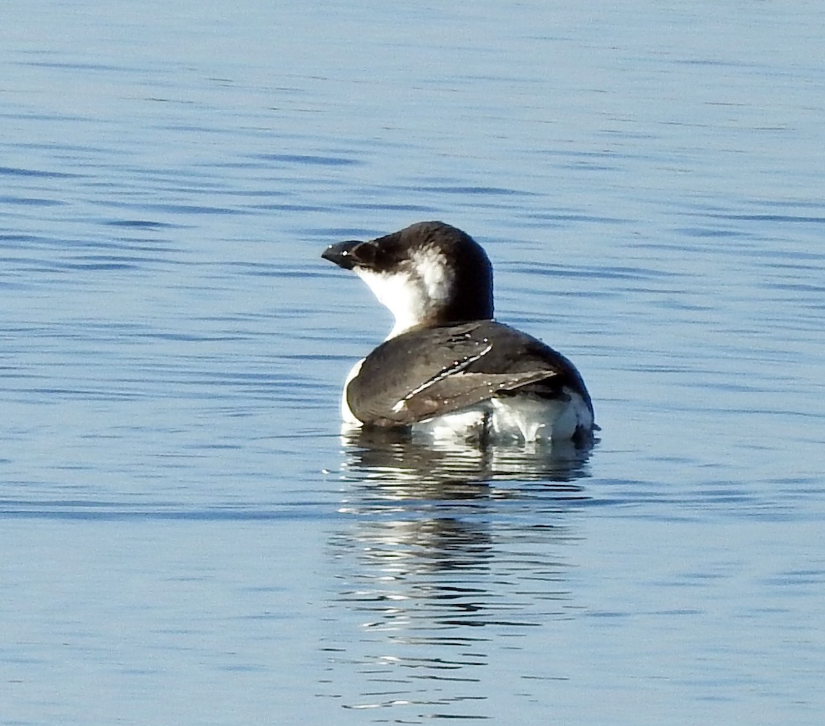 Razorbill - ML644556639