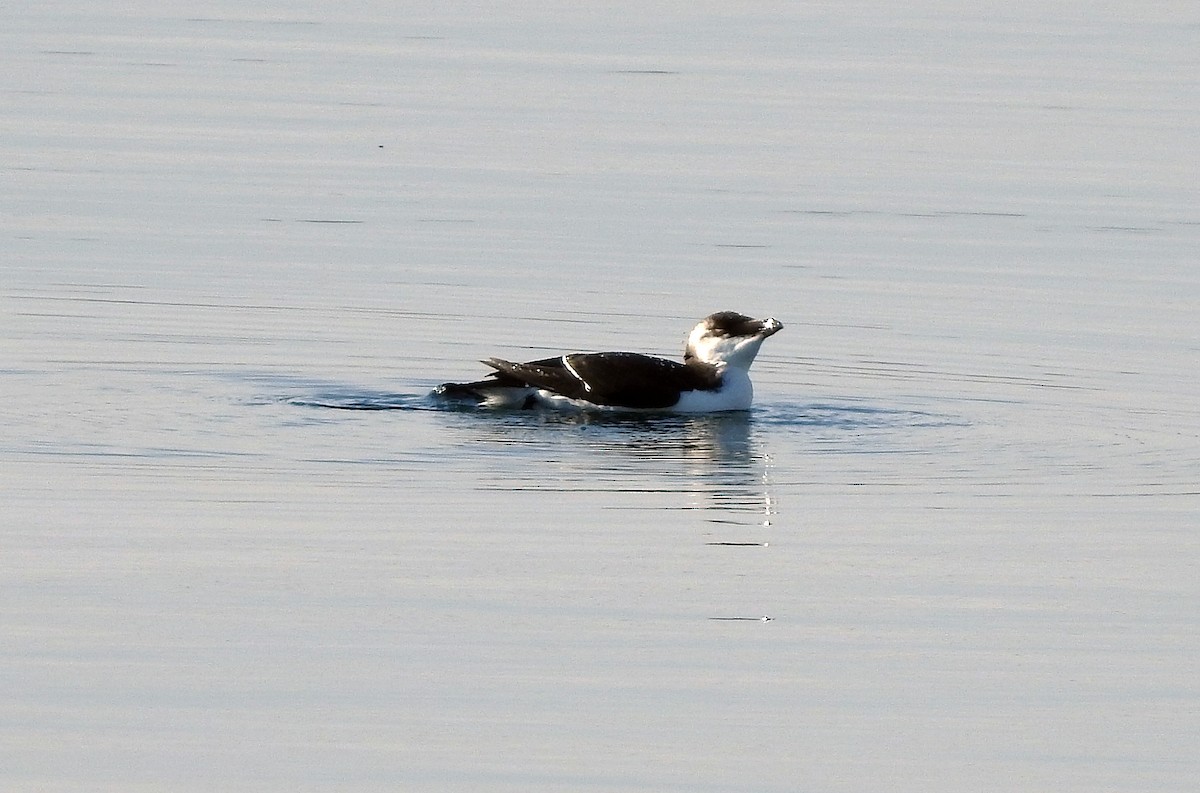 Razorbill - ML644556641