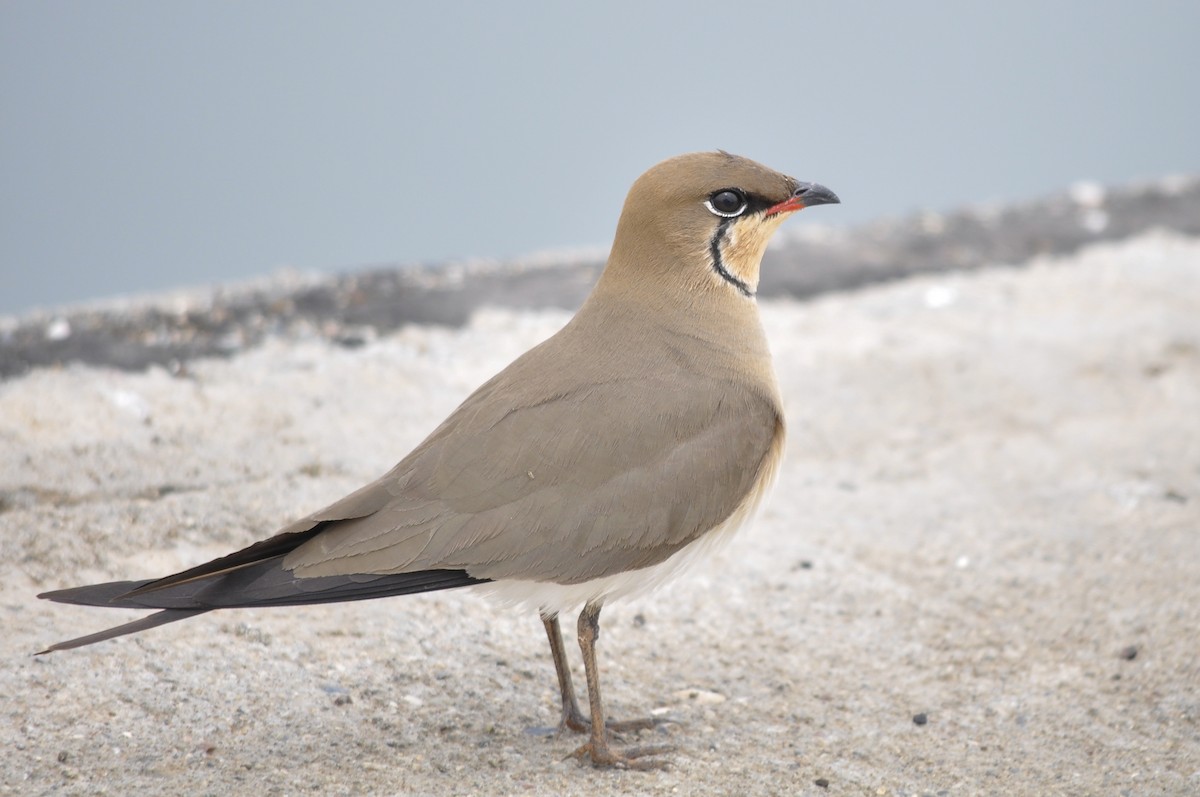Collared Pratincole - ML644556642