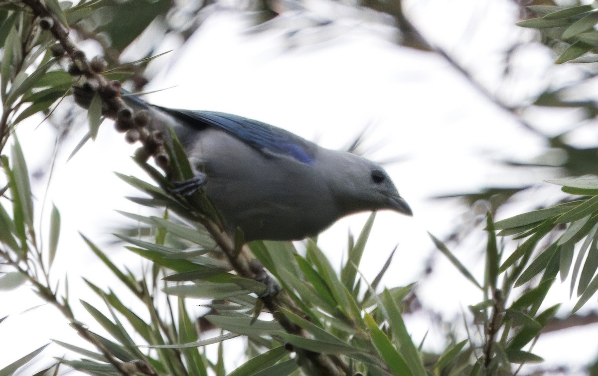 Blue-gray Tanager - ML644556643