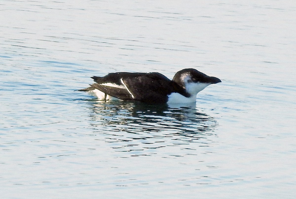 Razorbill - ML644556644