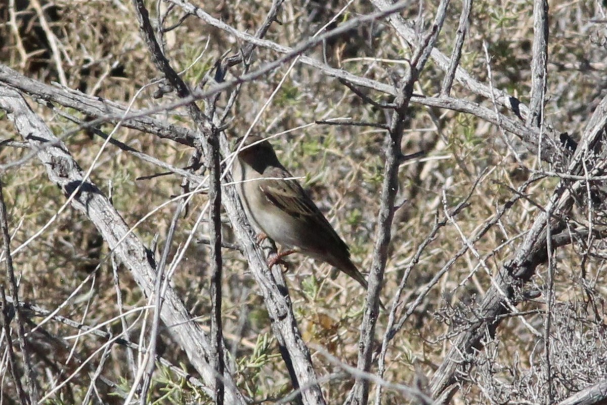 vrabec domácí - ML644556645