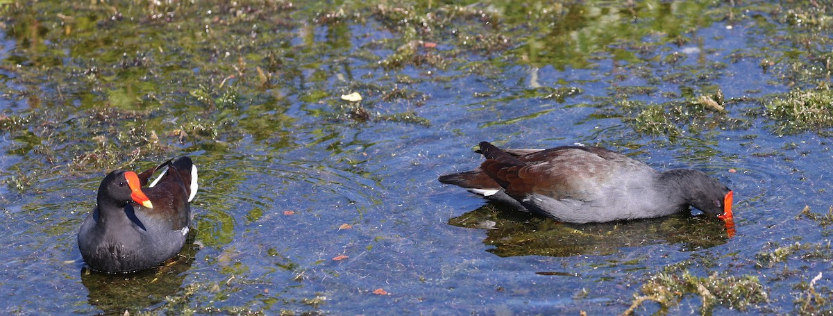 סופית אמריקנית - ML644556646