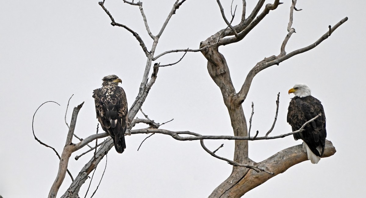 orel bělohlavý - ML644556647