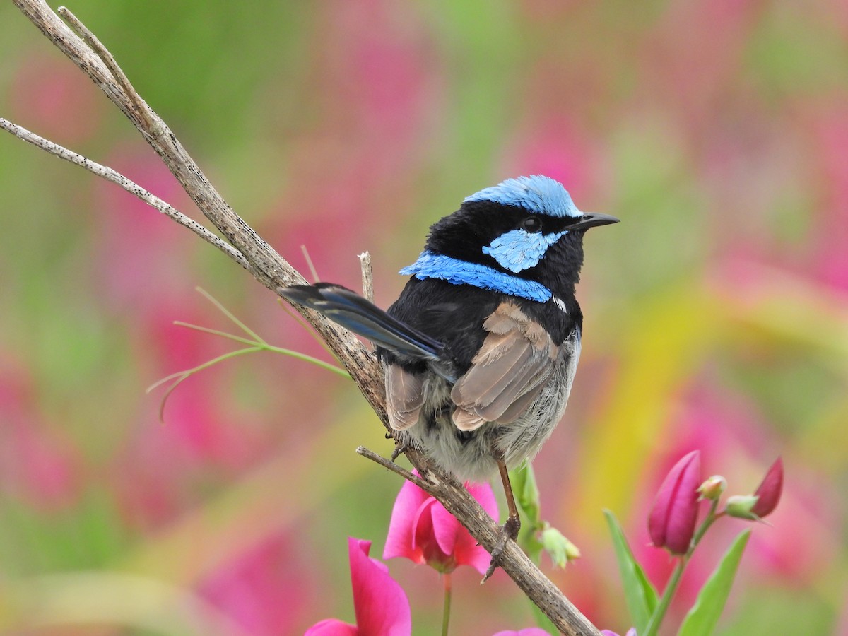 modropláštník nádherný - ML644556648