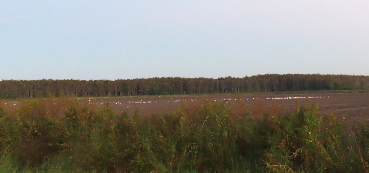Wood Stork - ML644556649