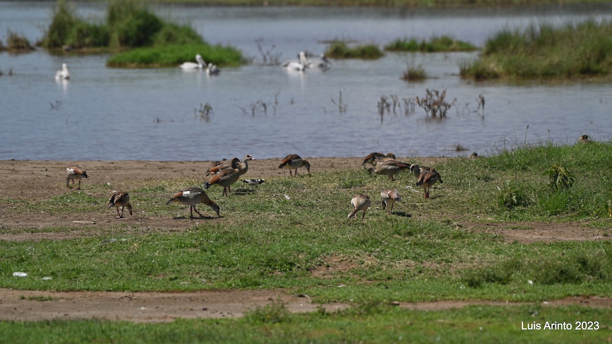 Egyptian Goose - ML644556657