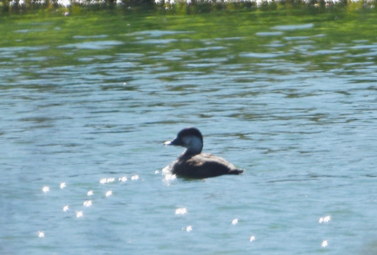 Ahatebeltz amerikarra - ML644556658