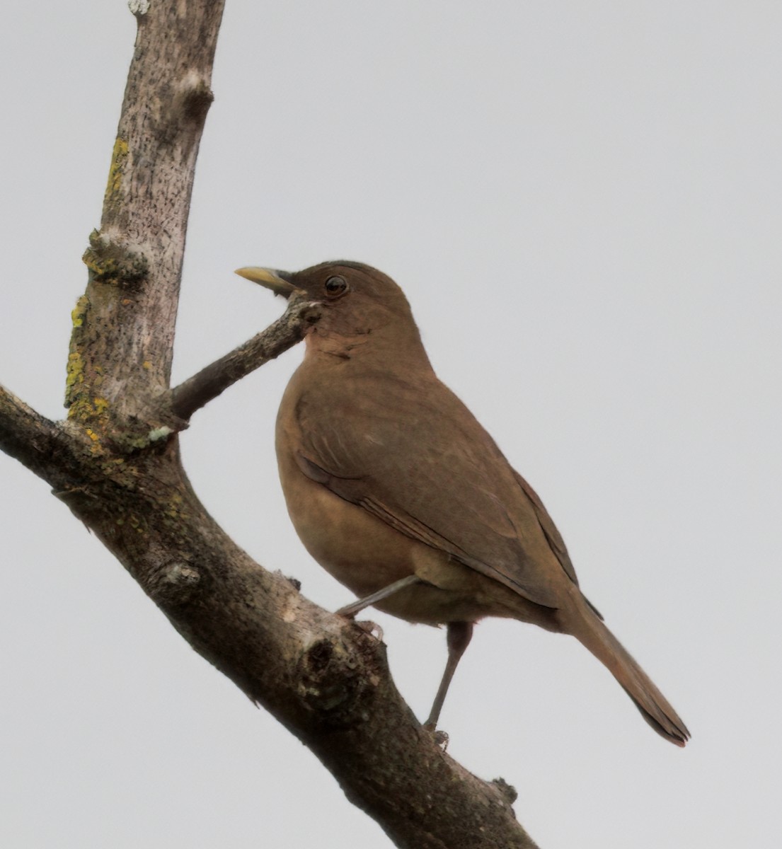 drozd hnědý - ML644556659