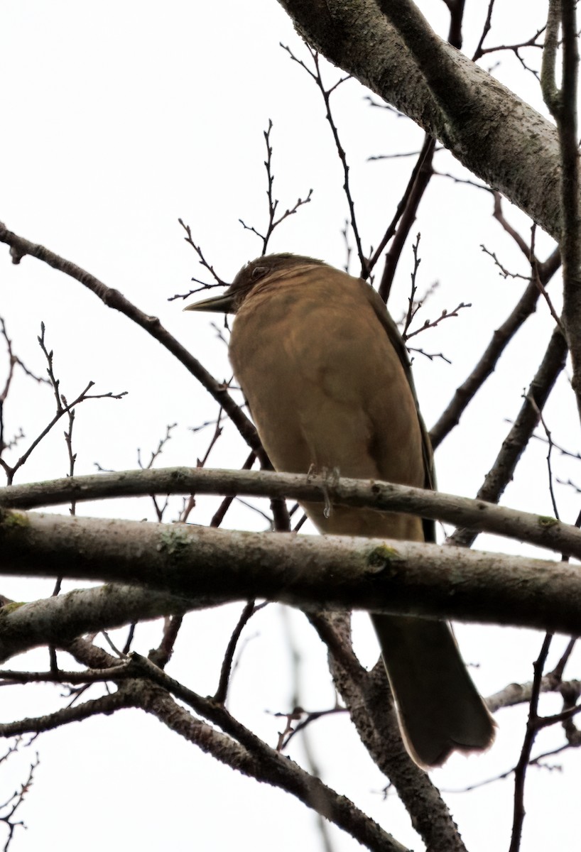 drozd hnědý - ML644556660