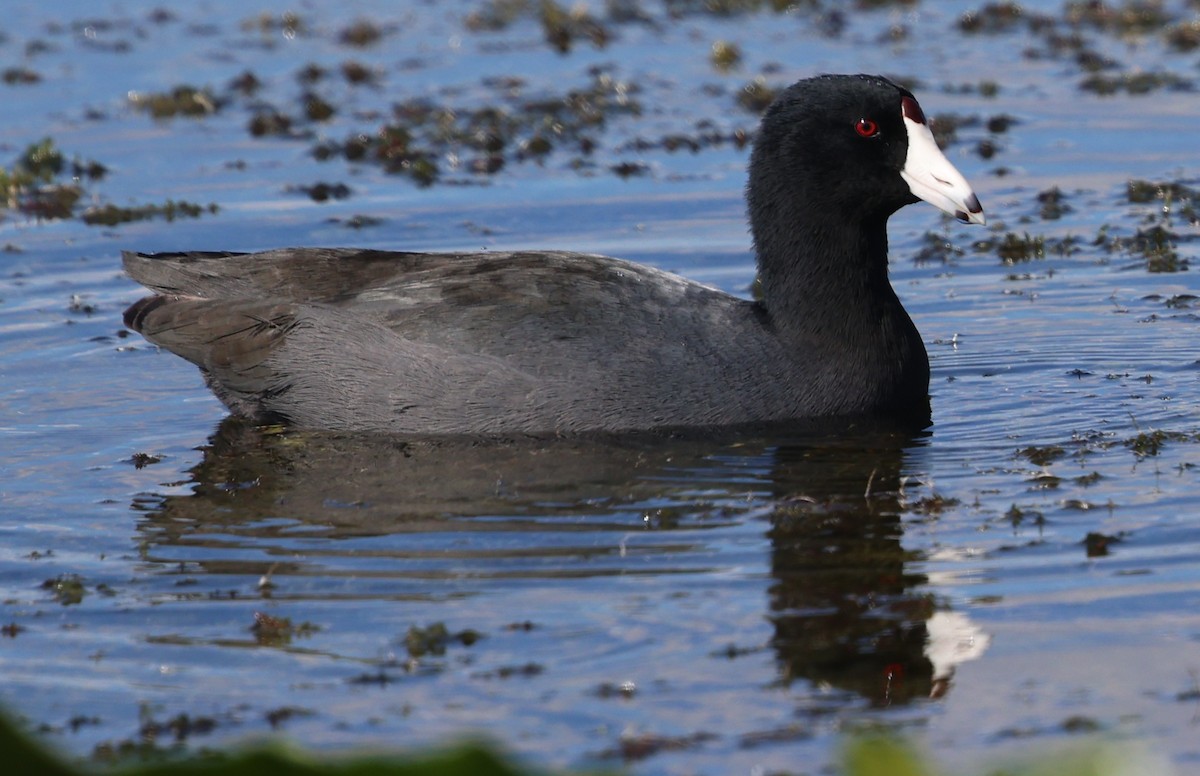 lyska americká - ML644556662