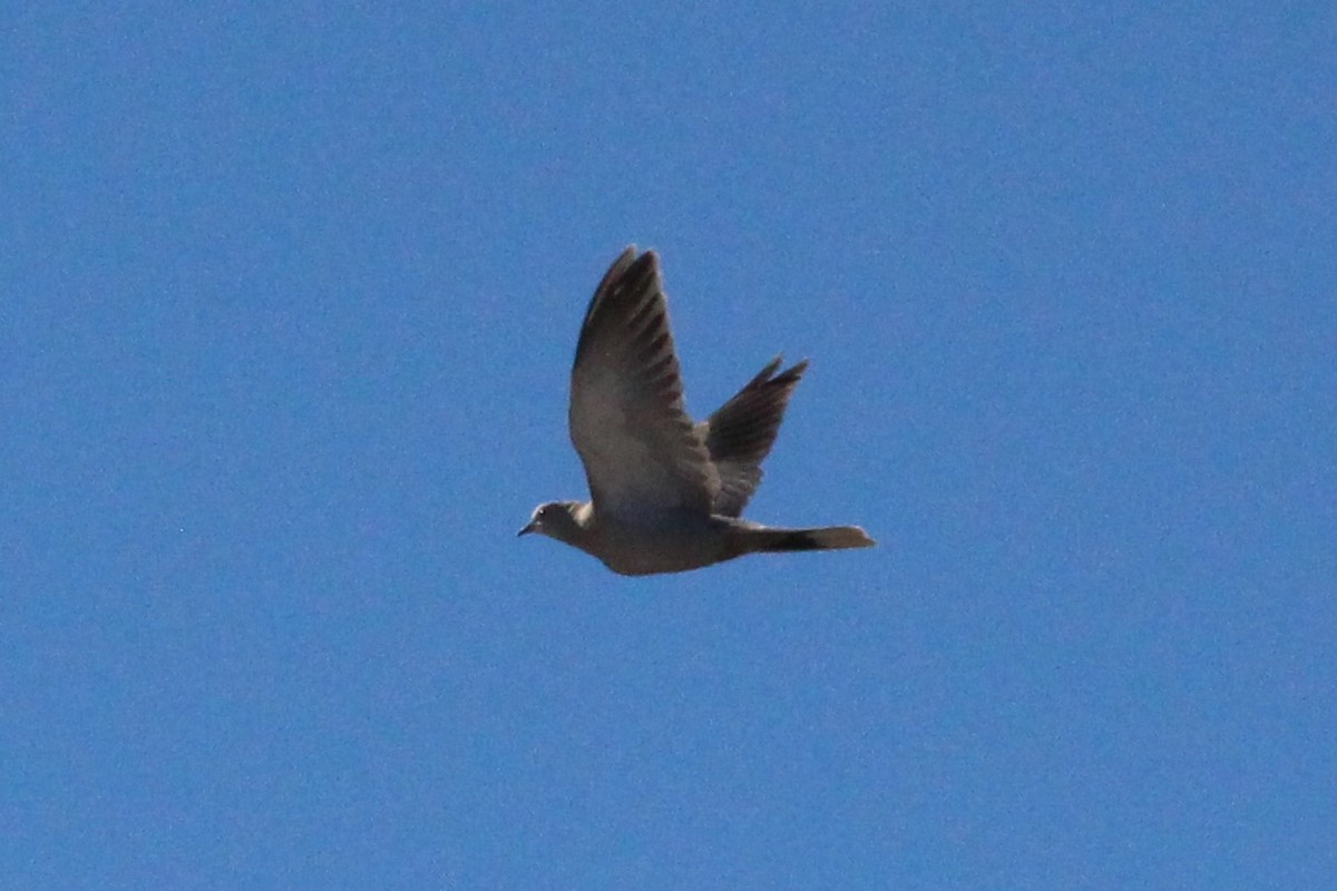 Eurasian Collared-Dove - ML644556664