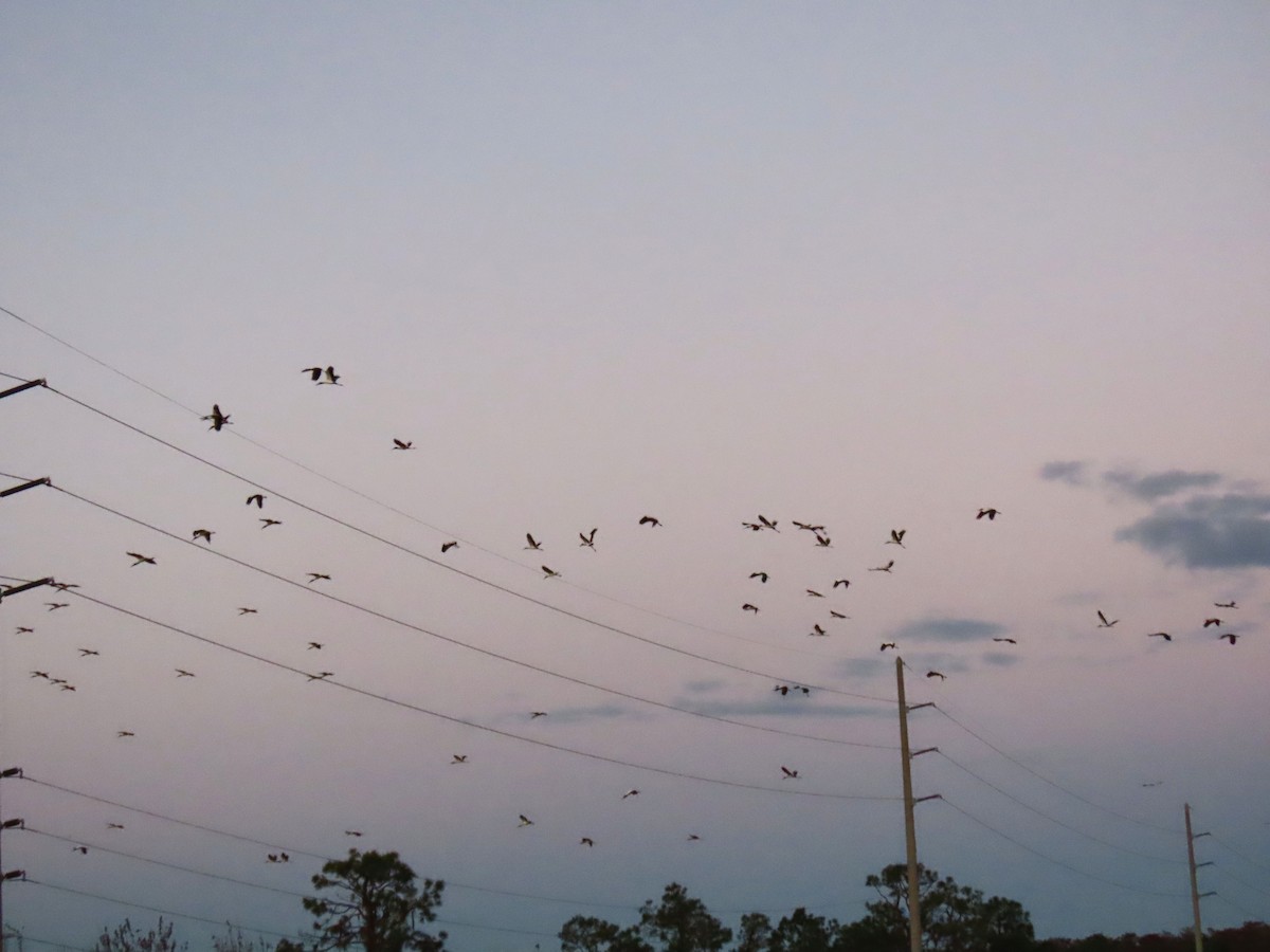 Wood Stork - ML644556665
