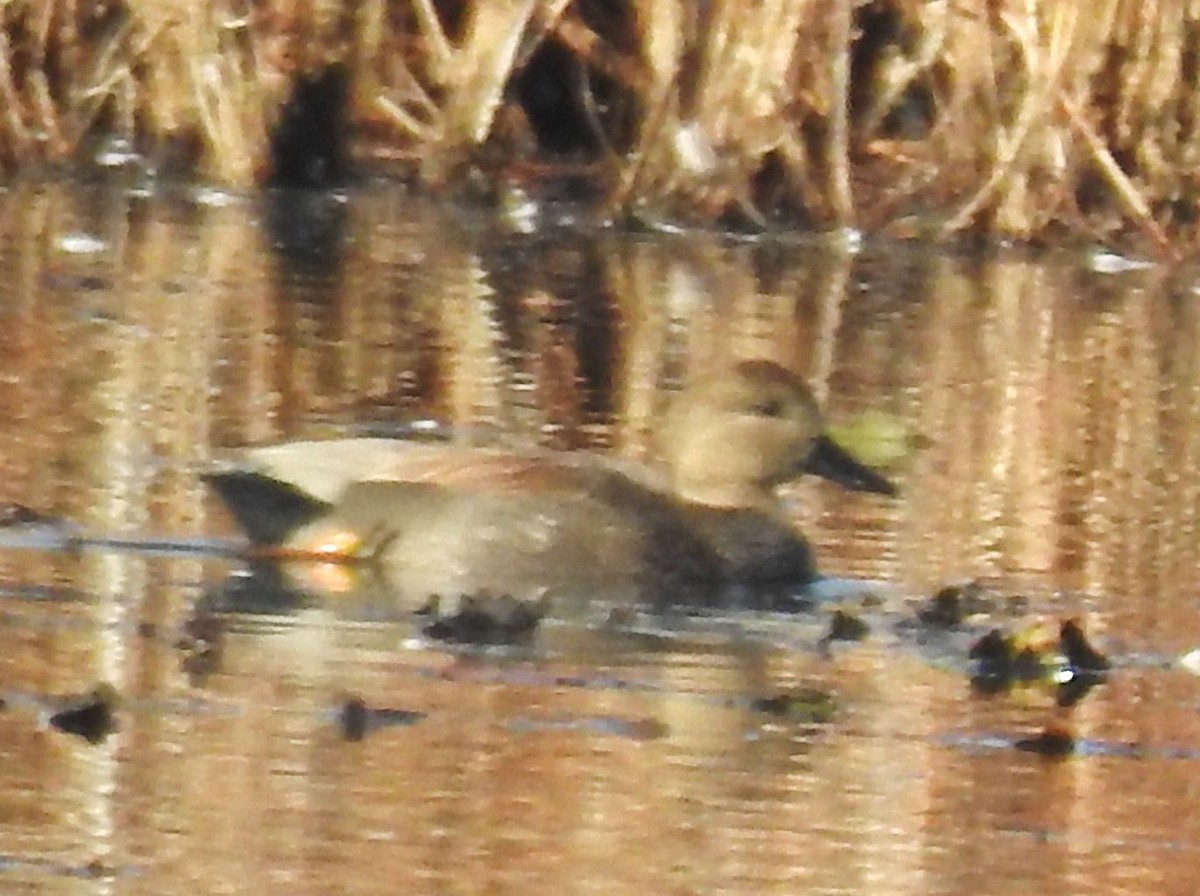 Gadwall - ML644556687