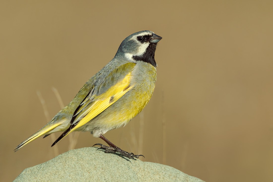 White-bridled Finch - ML644556694