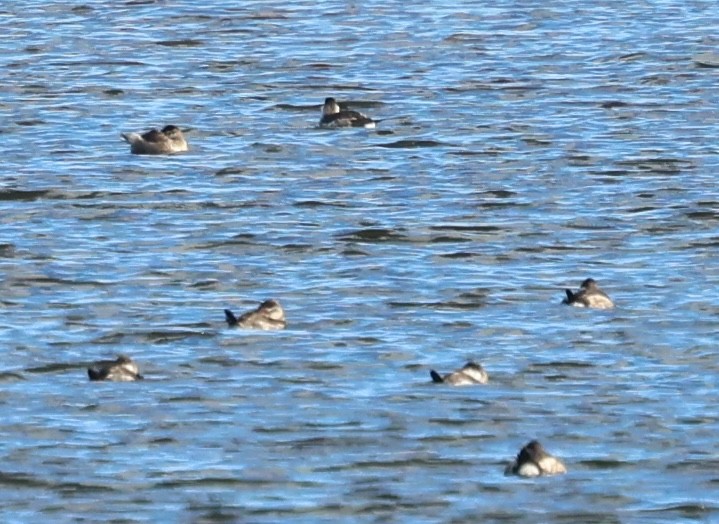 Американская савка - ML644556695