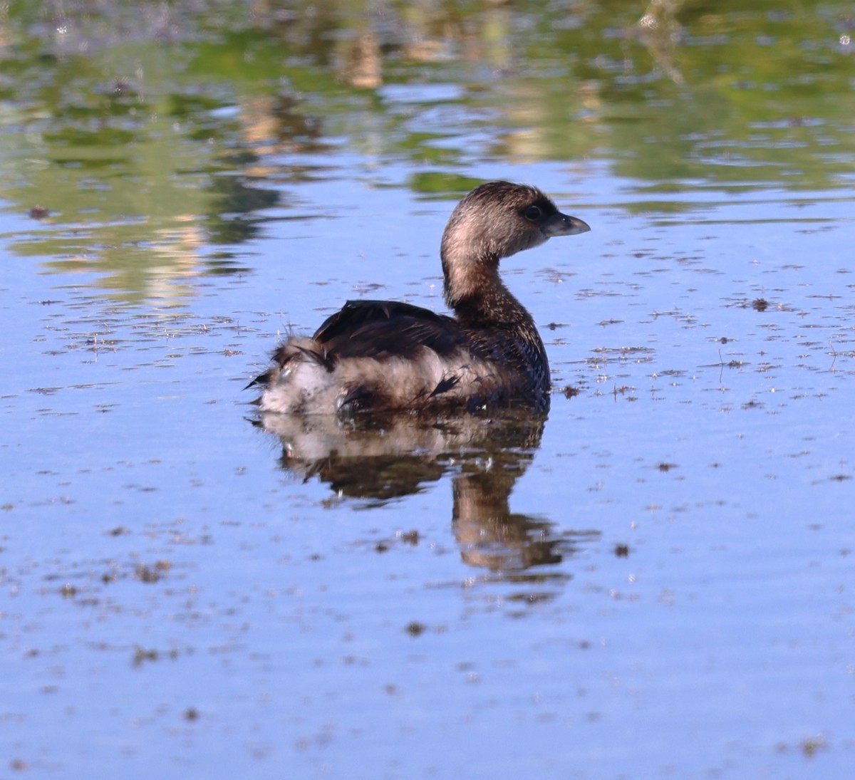 ringnebbdykker - ML644556696