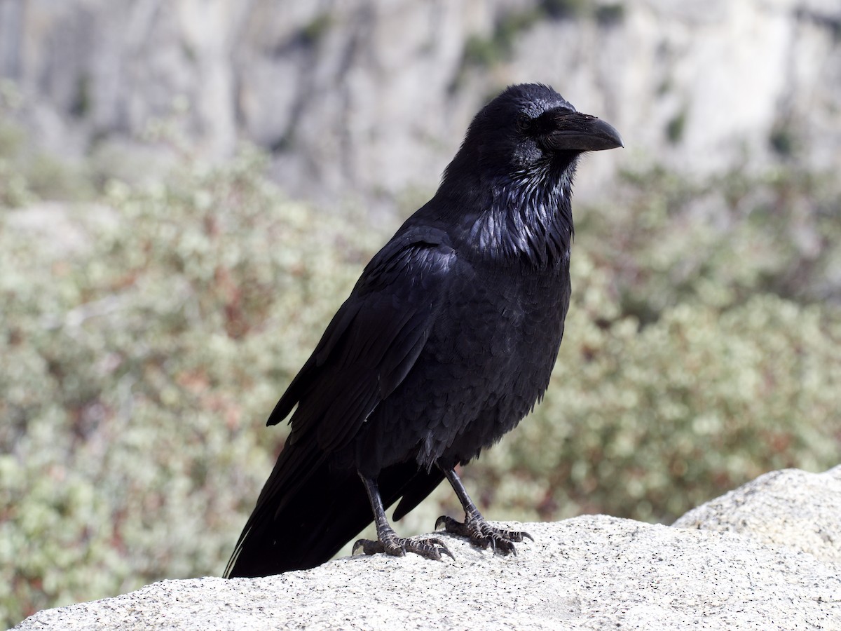 Common Raven - ML644556702