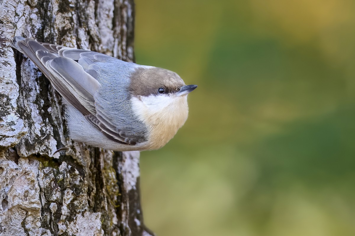 Brown-headed Nuthatch - ML644556711