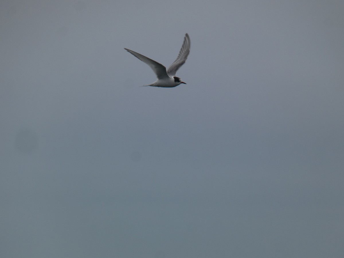 Ipar-txenada - ML644556712